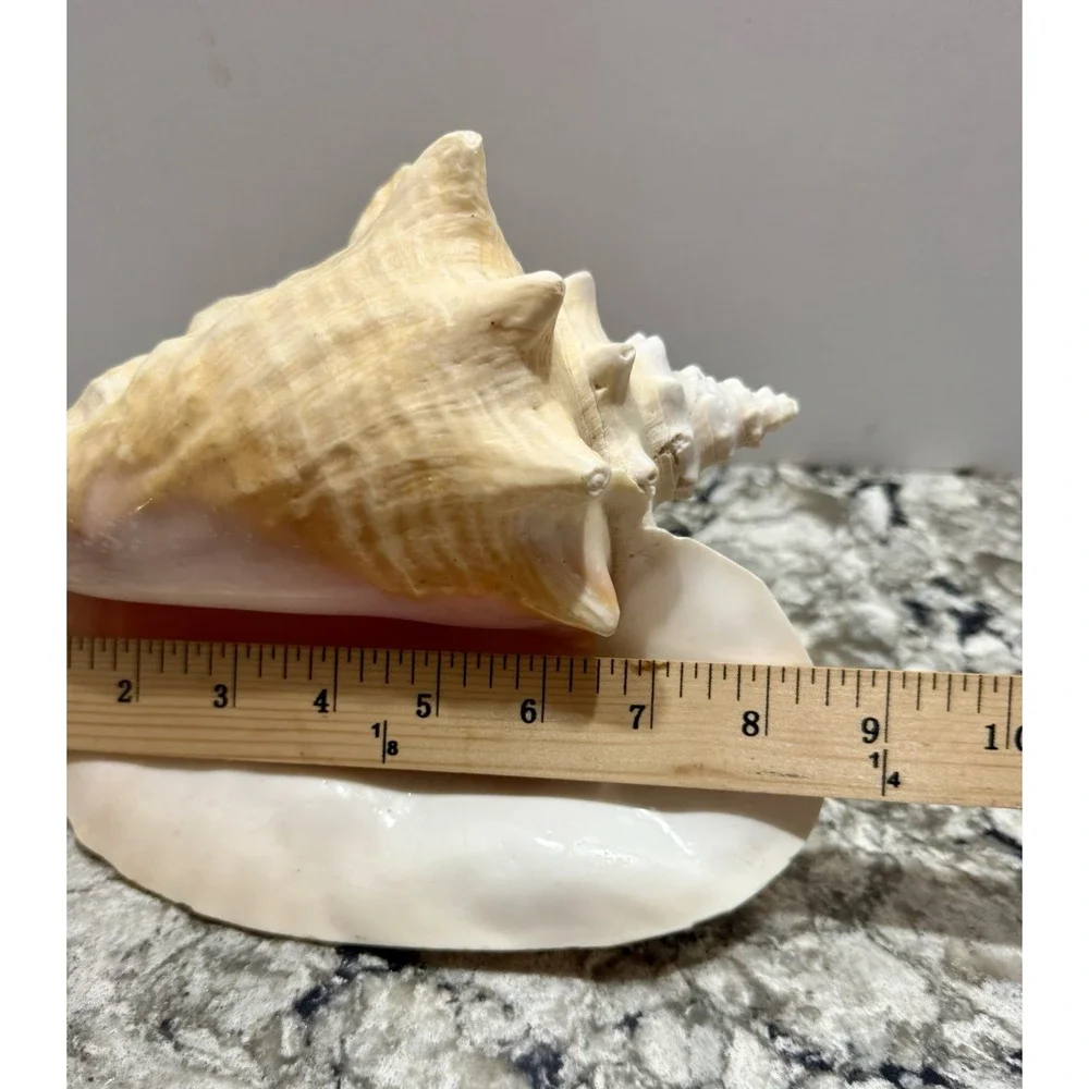 Queen Conch Sea Shell 9